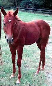 Chinchula Merada