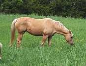 Dominants Goldie